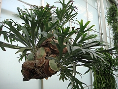 334 Longwood Gardens [2008 August 23]